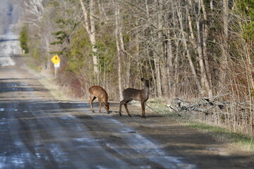 Two White tailed deer stand along shoulder of a dirt road drinking from the puddles