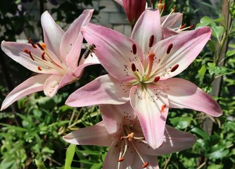 pink lily flower