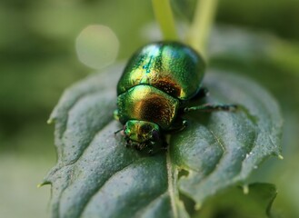 bug on leaf