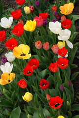 Tulips of different varieties and colors bloom on the same flower bed in the garden or park. Spring mood. View from above. Open flowers