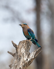 Indian Roller sitting on a tree with the nice soft background