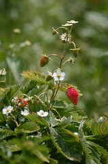 berries of the strawberry and flowers of the strawberry 