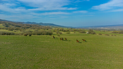 Obraz premium Shooting from a drone. Shooting from a quadcopter. View from above. Horses run through meadows in nature fields. Shooting from above. Horses run across the green fields. They graze in the field.