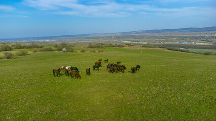 Shooting from a drone. Shooting from a quadcopter. View from above. Horses run through meadows in...
