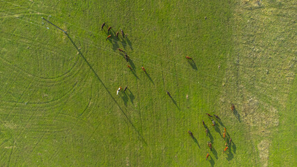 A herd of horses graze across the field Alpine meadows. Shooting from a quadcopter. View from above. Drone video footage.