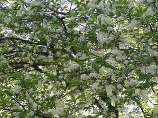 tree blossom