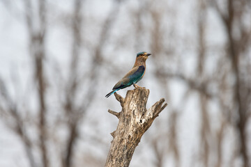 Indian Roller sitting on a tree with the nice soft background