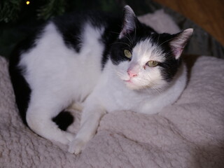 Cute black and white cat looks into camera