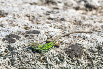 A Western Green Lizard, Italy.