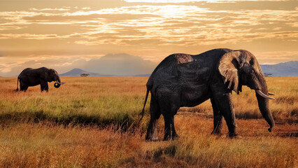 Fototapeta na wymiar African elephants in the Serengeti National Park. Tanzania. African safari.