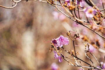 Blossom tree with pink flowers - close-up on a branch