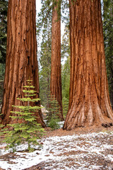 Obraz premium Sequoia Grove