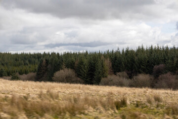 forest in the forest