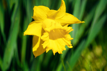 Yellow daffodils flower, defocused background