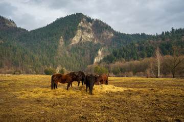 Horses on the background of mountains. Konie na tle gór