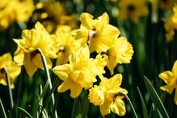 Yellow daffodils flowers
