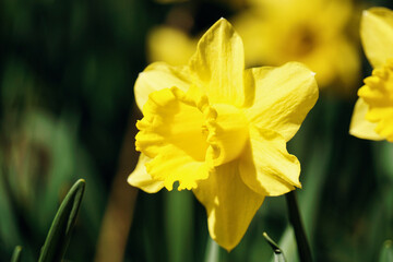 Yellow daffodils flower, defocused background