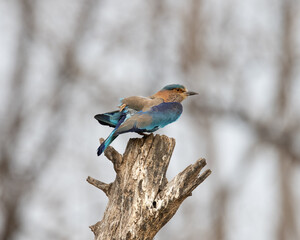 Indian Roller sitting on a tree with the nice soft background