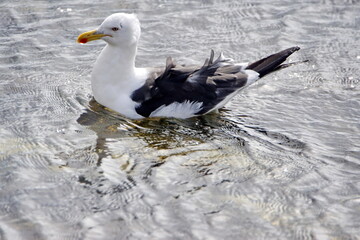 Kelp gull (Larus dominicanus) swimming in the bay in Stanley, Falkland Islands