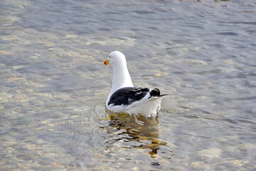 Kelp gull (Larus dominicanus) swimming in the bay in Stanley, Falkland Islands