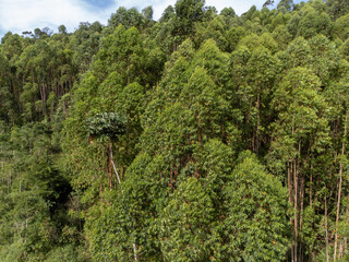 Pine forest rebuilt to bring back local nature