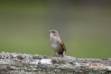 House Wren sits perched of an old cedar fences 