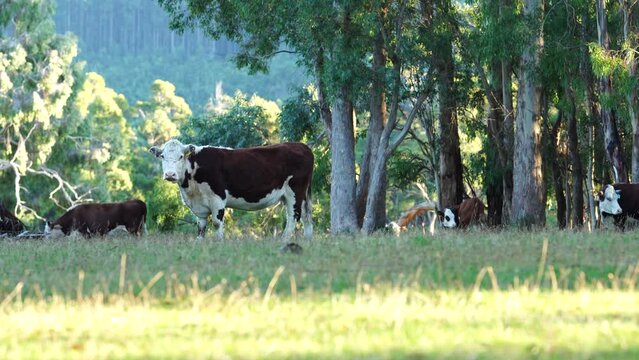 Close up of Stud Beef bulls and cows grazing on grass in a field, in Australia. eating hay and silage. breeds include speckle park, murray grey, angus, brangus and wagyu