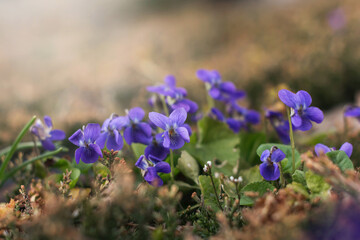 Fiołki. Marzycielski, artystyczny obraz fioletowych, niebieskich kwiatów wczesnowiosennych w ciepłe ale pochmurne popołudniowe.

