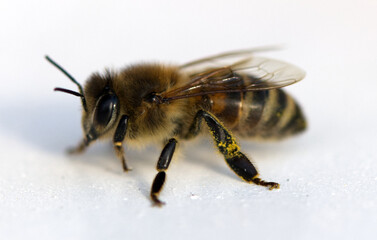 Bee on a white, wet background. 