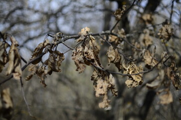 branches in winter