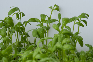 Garden cress sprouts, front view macro food photo. Cress, also pepperwort or peppergrass, Lepidium sativum, a fast-growing edible herb. Green seedlings and young plants on white background. 