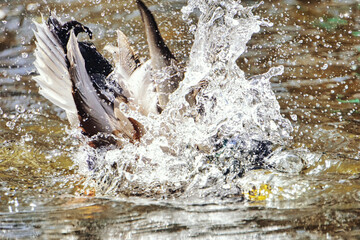 Fototapeta premium Duck diving in pond, splashed water