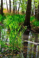 Obraz na płótnie Canvas trawy na mokradłach jeziornych