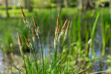 trawy na rozlewisku © Yarek