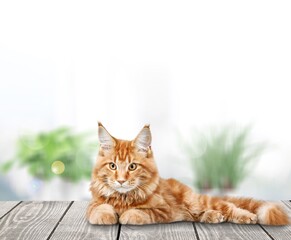 Red cat lies on the table with his eyes and dozing.