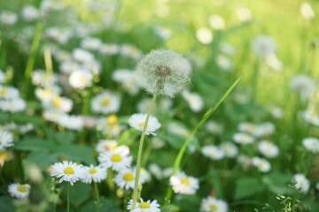 mlecze na łące © Yarek