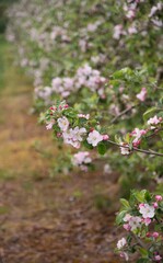 Blooming apple tree flowers and pink buds, apple blossoms on tree branch closeup, bokeh background apple orchard with space for text.