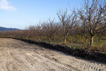 Cutting down an orchard to build a new road. deforestation for the road.