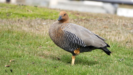 Male Magellan goose (Chloephaga picta) in a field in Stanley, Falkland Islands
