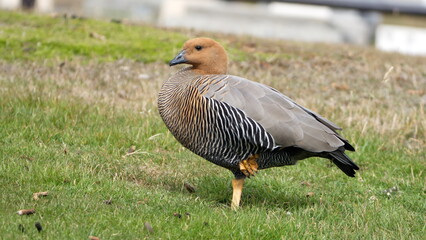 Male Magellan goose (Chloephaga picta) in a field in Stanley, Falkland Islands