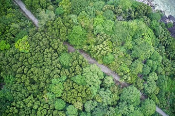 Drone field of view of a walkway through a green landscape showcasing patterns in nature Mahé, Seychelles.