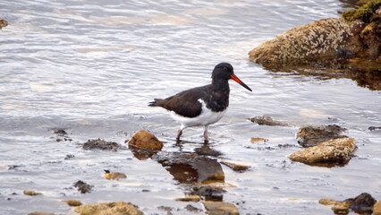 Magellanic oystercatcher (Haematopus leucopodus) fishing in the rocks by the shore in the bay in...