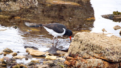 Magellanic oystercatcher (Haematopus leucopodus) fishing in the rocks by the shore in the bay in Stanley, Falkland Islands