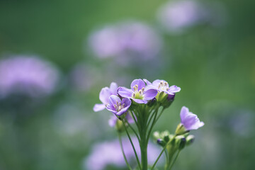 cuckoo flower purple wildflower in the meadow