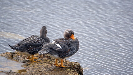 Falkland steamer ducks (Tachyeres brachypterus) on a rock in the bay in Stanley, Falkland Islands