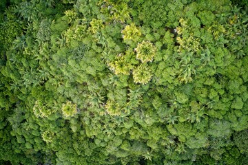 Drone field of green tree canopy and forest Praslin, Seychelles.