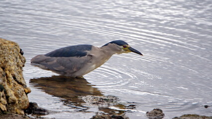 Black-crowned night heron (Nycticorax nycticorax) hunting fish in the bay in Stanley, Falkland Islands