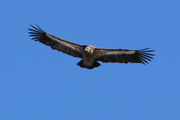 Fototapeta premium Vautour