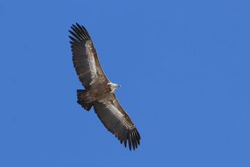 Fototapeta premium Vautour