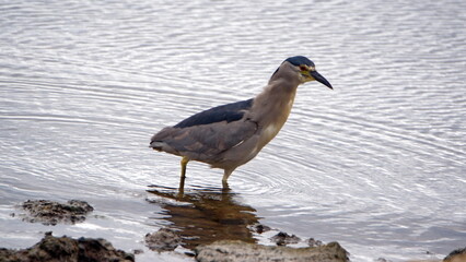Black-crowned night heron (Nycticorax nycticorax) hunting fish in the bay in Stanley, Falkland Islands